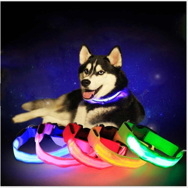 Leuchthalsband für Hunde