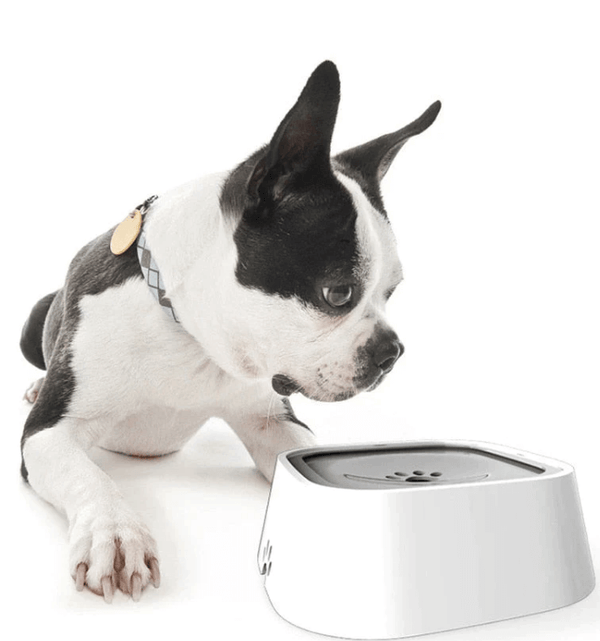 Auslaufsicherer Wassernapf für Hunde